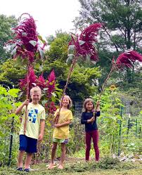 Image result for Amaranthus schinzianus