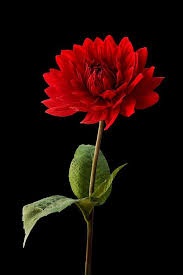 Red Dahlia Flower Against Black Background Wall Art Flowers Black Background Dahlia Flower Very Beautiful Flowers