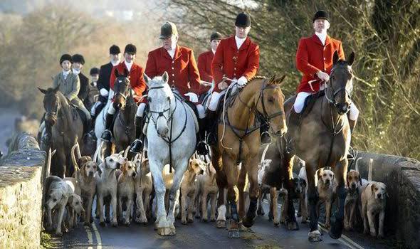 Lift the ban and sweep back into power: Fox hunt lobby holds key to Conservative victory | UK | News | Express.co.uk