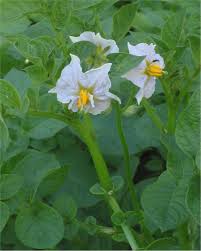 Image result for Solanum tuberosum