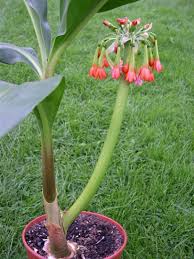 Image result for Scadoxus cinnabarinus