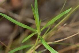 Image result for Afrohybanthus