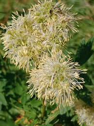 Image result for Satyrium flavum