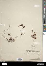 Image result for Hymenophyllum triangulare