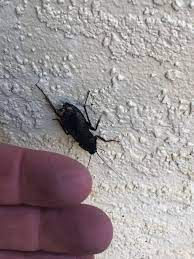 Aunt mary is a norwegian prog rock band from the 1970s. Ant Mary S Pest Control Albuquerque Startseite Facebook