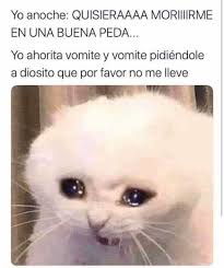 30 Top For Meme De Gato Llorando Ama Gomite Daniel Qually
