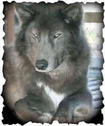 We did not find results for: Dillon