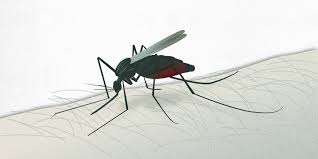 Malaria is a potentially life‑threatening tropical disease caused by plasmodium parasites, which are transmitted through the bite of an infected female anopheles mosquito. What Is Malaria Hospital Clinic Barcelona