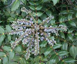 One of the woodpecker species, the flicker, feasts on the berries, snatching them off the plant in late summer and into winter. Holly Leaves Berries Free Photo On Pixabay