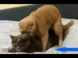 كلب يغتصب قطه جنسيا القط يردبالمثل Mating Cats And Dogs Video Dailymotion