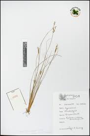 Image result for Fimbristylis scabrida