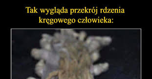 Rdzeń kręgowy ma budowę segmentową. Tak Wyglada Przekroj Rdzenia Kregowego Czlowieka Jego Zadaniem Jest Sprawne Komunikowanie Mozgu Z Reszta Ciala Demotywatory Pl
