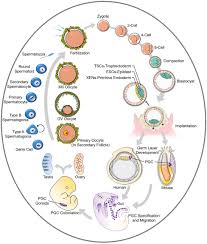 Frontiers Generation Of Artificial Gamete And Embryo From Stem Cells In Reproductive Medicine Bioengineering And Biotechnology