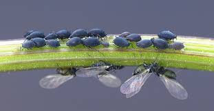 Image result for Eriochloa rovumensis