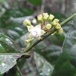 Image result for Aidia micrantha