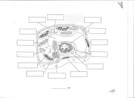 Maybe you would like to learn more about one of these? Plant Cell Labeling Diagram Quizlet