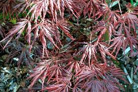 Check spelling or type a new query. 10 Agm Winning Shrubs For Containers Rhs Gardening