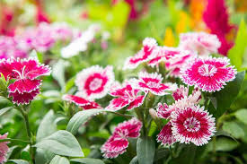 Discover some of the best perennial flowers for beginners, with a focus on foxglove reseed easily, so plant foxgloves two years in a row for flowering plants. Dianthus Chinensis Chinese Pink