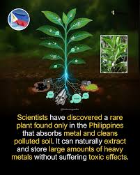 Image result for Rinorea