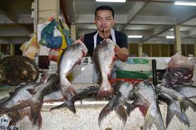 Selain biasanya digunakan sebagai santapan makanan, ikan pun menjadi sebuah hal yang sering disangkut pautkan dengan kepercayaan tertentu, seperti arti mimpi melihat ikan dll. Ikan Air Tawar Laris