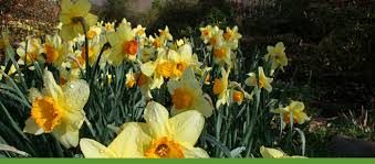 Maybe you would like to learn more about one of these? Plants In Bloom City Of Albuquerque