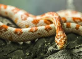 Cats are smaller than tigers. What Do Corn Snakes Eat How To Care For Them Petmd