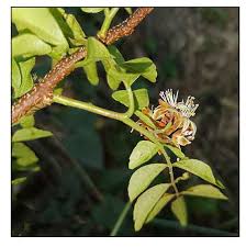 Image result for Harrisonia