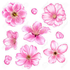 579 106 cherry blossom flowers. Cherry Blossom Illustration Set Stock Photo Picture And Royalty Free Image Image 55144069