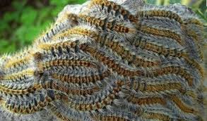 La chenille processionnaire du pin est la larve d'un papillon de nuit. Petition Pour Lutter Contre La Proliferation Des Chenilles Processionnaires Dans Le 06 Change Org