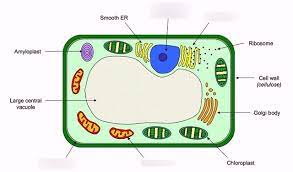 We did not find results for: Eukaryotic Cell Plant Cell Part 1 Ib Biology Sl Diagram Quizlet