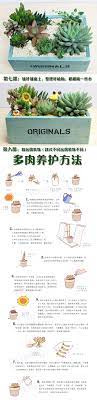 包邮多肉植物盆栽多肉组合办公桌套装肉肉植物 淘宝网 succulents moss terrarium plants