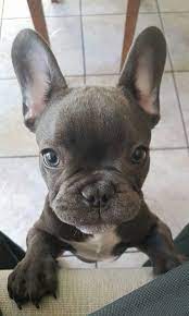 French Bulldog Puppy Bulldog Puppies Baby Dogs Baby Animals