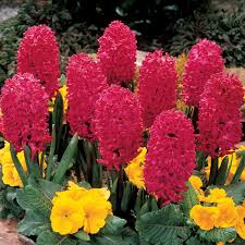 Image result for Hyacinth Red 2016 SL