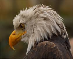 Birds With White Heads And Brown Bodies Humble Bald Eagle Bald Eagle Haliaeetus Leucocephalus Eagle Animals