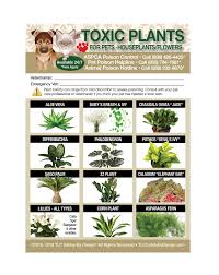 Check spelling or type a new query. Poisonous Toxic Plants Flowers Trademarked For Pets Dogs Cats Etsy