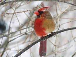 The first recorded use of cardinal as a color name in english was in the year 1698. A Cardinal That Is Half Male Half Female Puzzles Scientists Delights Birdwatchers
