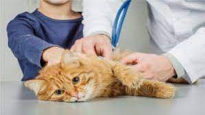 kedi genclik hastaligi panleukopenia nedir belirtileri nelerdir hayvanlar kedi veterinerler