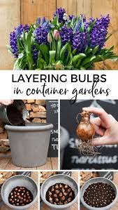 How To Plant Fall Bulbs For Long Lasting Spring Colour Garden Therapy Fall Bulbs Container Gardening Flowers Summer Flowering Bulbs