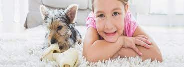 At star carpet and cleaning company we are proud to have served lima county as well as the ottawa area since 1904. Star Carpet Cleaning Company Home Facebook