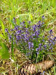 Image result for Polygala marensis