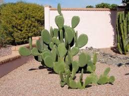 Using our iconic prickly pear, this beautiful piece of art is the perfect accent for any season. Indian Fig Cactus Opuntia Spineless Thornless Succulent Opuntia Ellisiana 2 Pads Succulent Landscape Design Opuntia Cactus Desert Landscaping