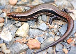 Lizards Of Virginia