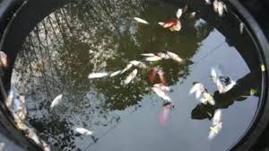 Demikian, 5 penyebab ikan cupang mati mendadak. Ikan Cupang Mati 10 Penyebab Cara Mencegah