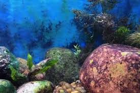 Black Algae In Fish Tank Good Or Bad Caring For Fish The Beta Pet