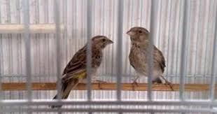 Habitat dan ciri black throat. Rahasia Cara Membedakan Blackthroat Jantan Dan Betina Super Kilat