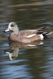 Know Your Waterfowl Ducks Unlimited Canada