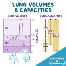 Image result for Lung Volume