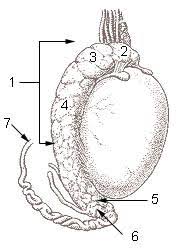 We did not find results for: Testicules Douloureux Causes Symptomes Traitements Passionsante Be