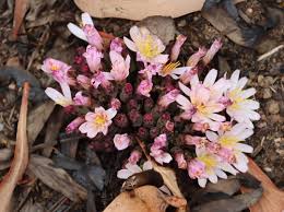 Image result for Lactuca lasiorhiza