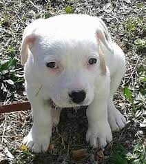 But these names for female pitbulls are of course not the be all and end all of female pitbull naming. American Pitbull Terrier Dog Breed Pictures 9